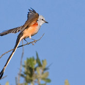 Scissor-tailed Flycatcher